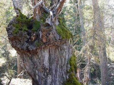 Senderismo Segovia - Riberas de los ríos Pirón y Viejo; la cabrera madrid; el tejo